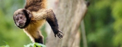 No Monkey Business